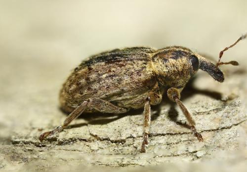 Réf. 298 236 : Hypera sp.